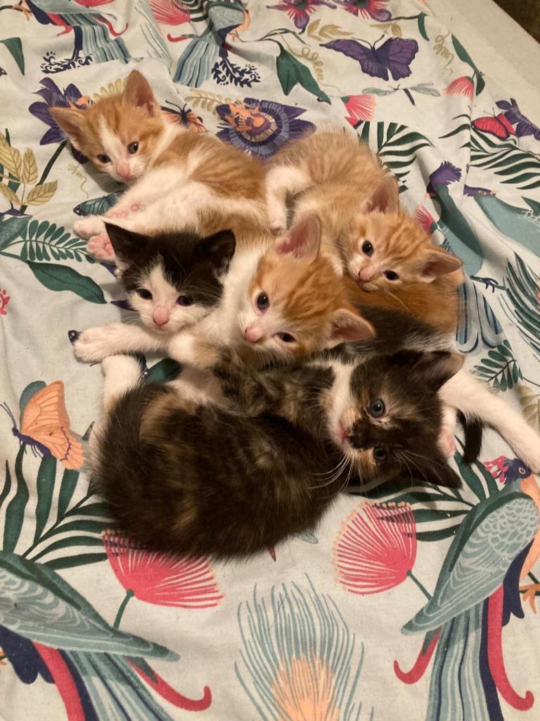Beautiful litter of kittens