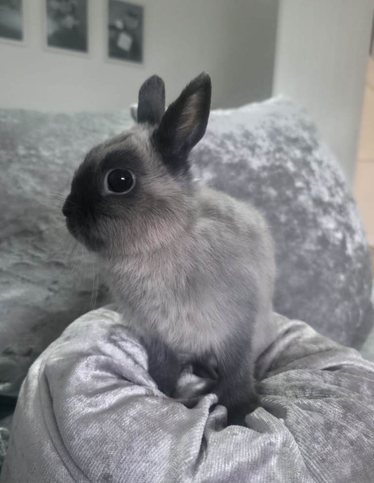 Siamese Smoke Netherland Dwarf Doe