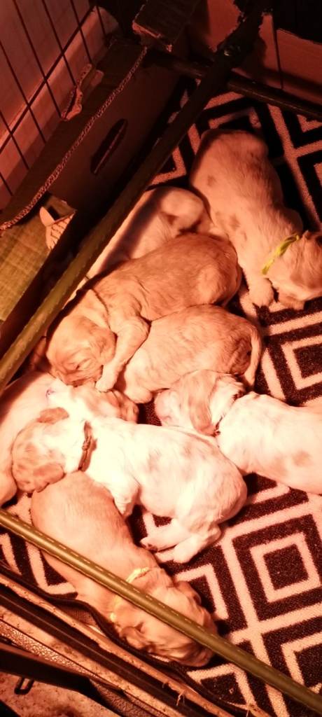 Stunning Kc reg cocker spaniel pups for sale - golden and orange roan