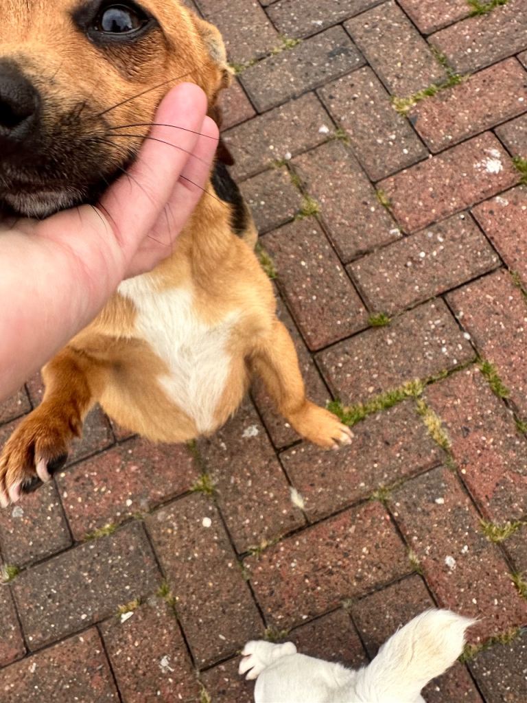 Cross between Chihuahua and Jack Russell