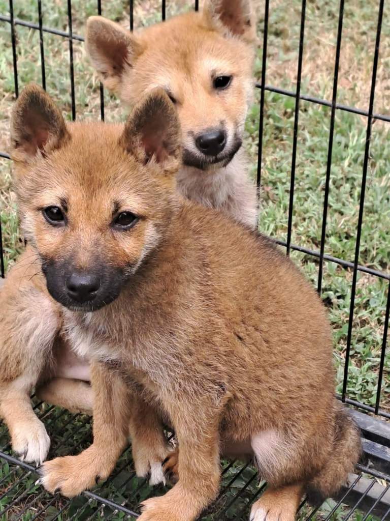 Beautiful Shiba Inu Puppies – 2 Boys Available