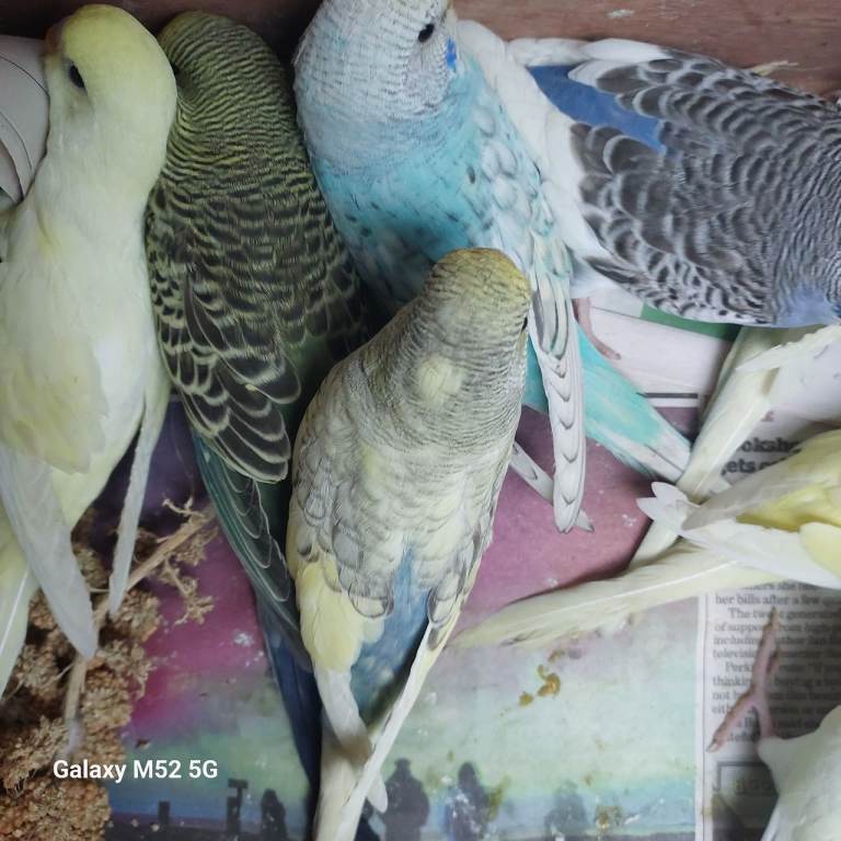 Gorgeous baby budgies 
