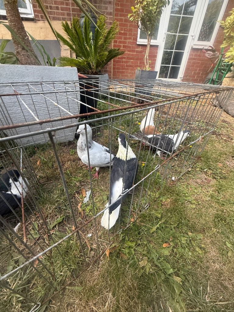 Pigeon cage