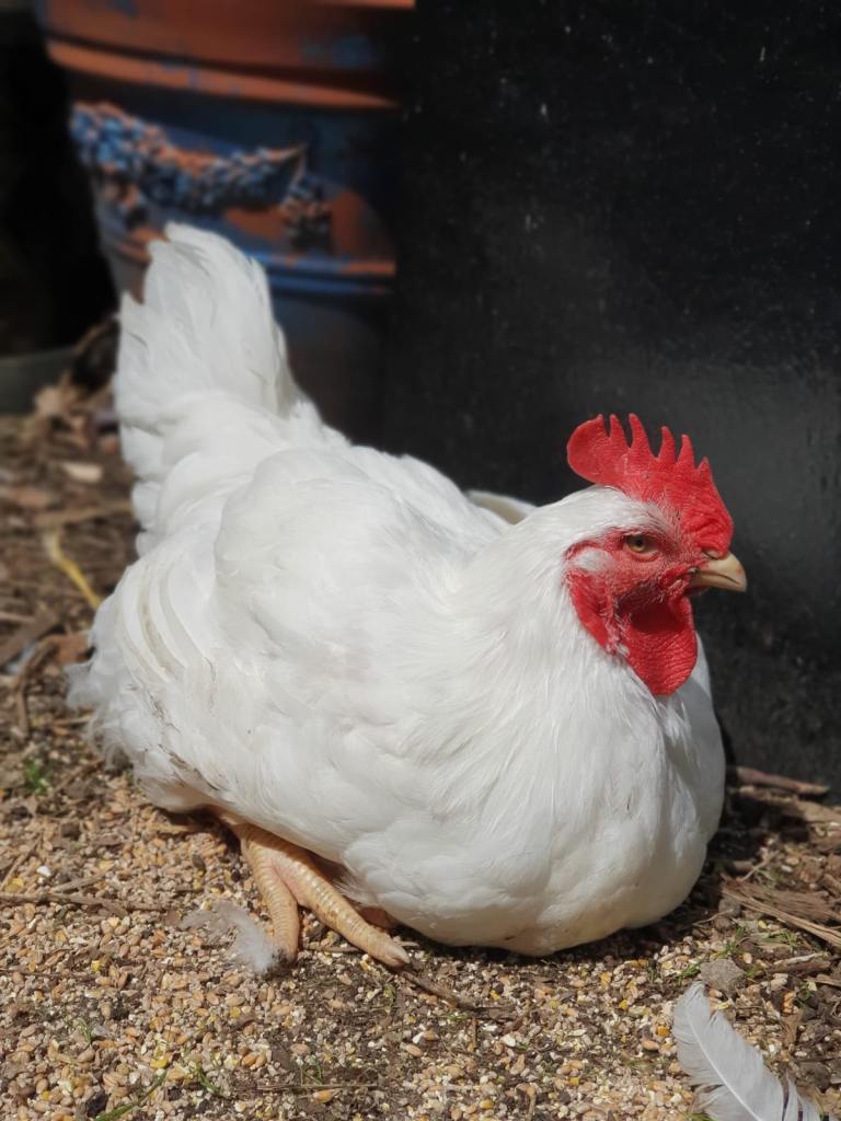Large Poulette de Bresse x Jersey Giant cockerels
