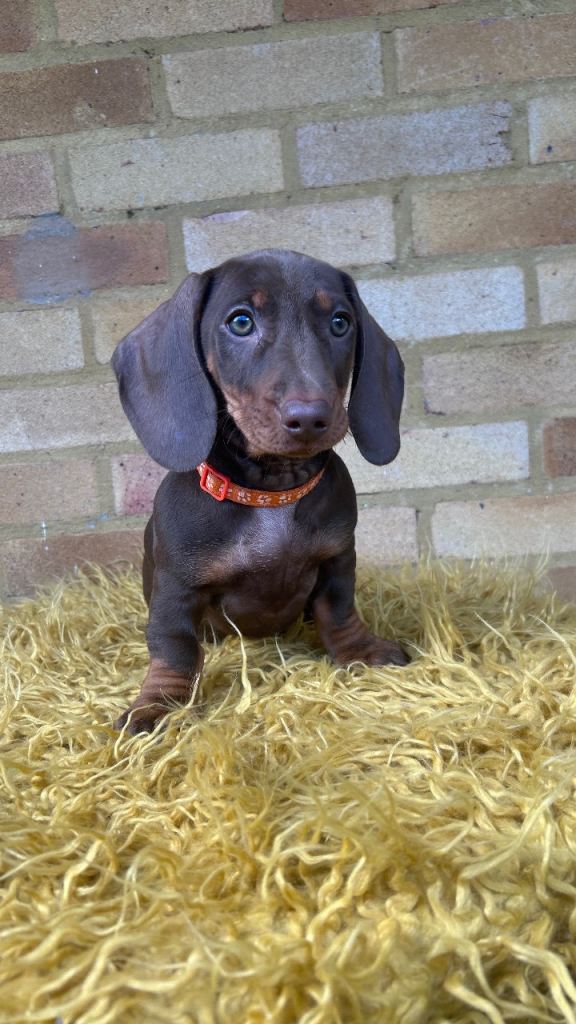 Standard Dachshund puppies 
