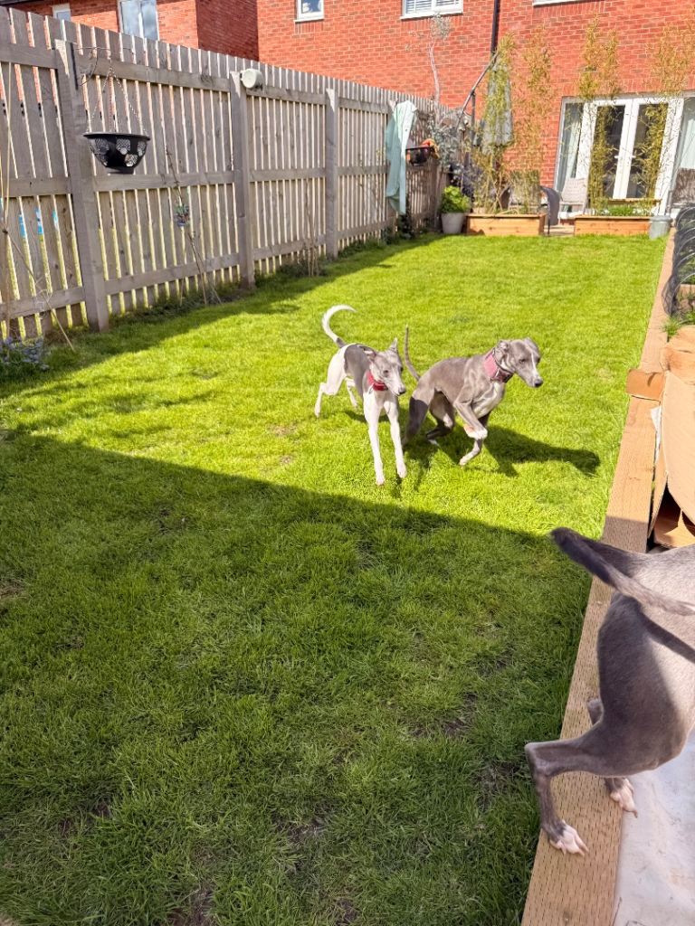 2 year old Kennel Club Whippet girls 