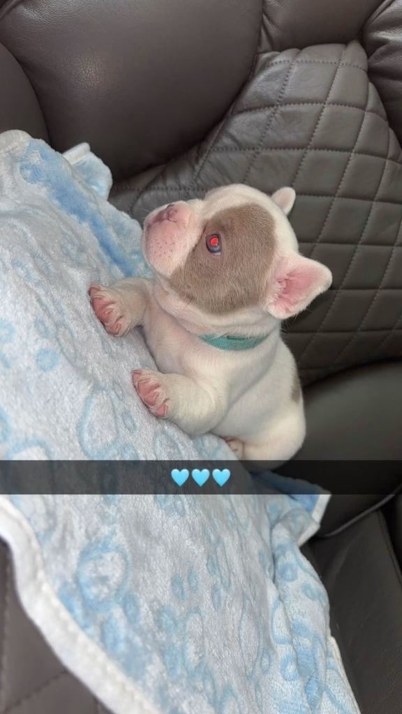 French bulldog puppies