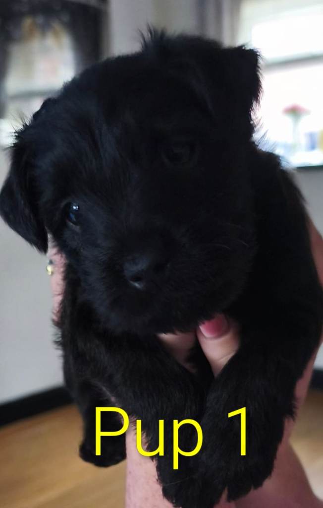 3 stunning patterdales
