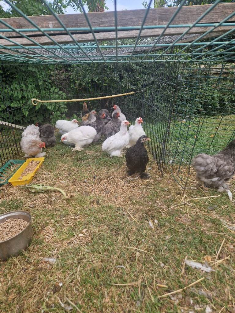 Pekin bantams Cockrels £5