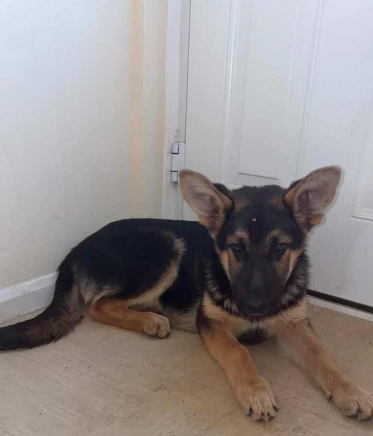 German shepherd/ belgian malinois puppy