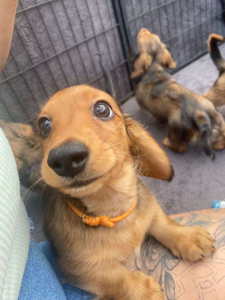 1x Boy Miniature Longhaired Dachshund