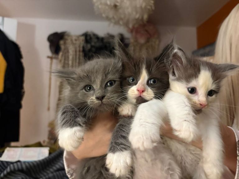 💕Beautiful Ragdoll x Mainecoon kittens💕