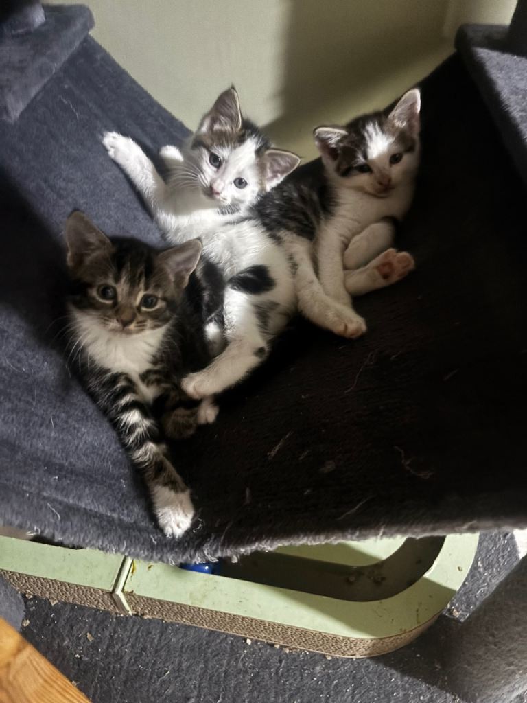 4 White/Tabby males