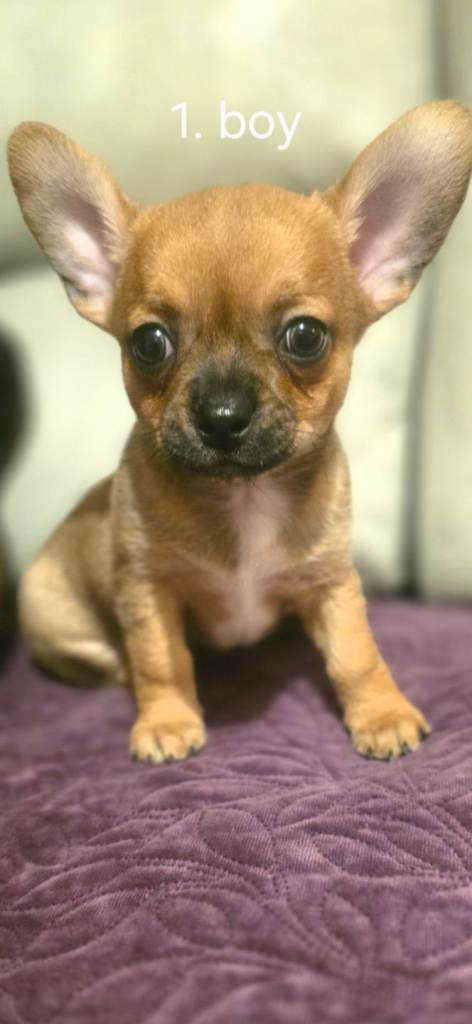 Chihuahua mix puppies 