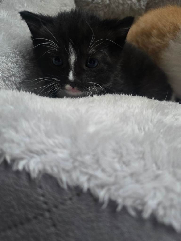Kittens for sale