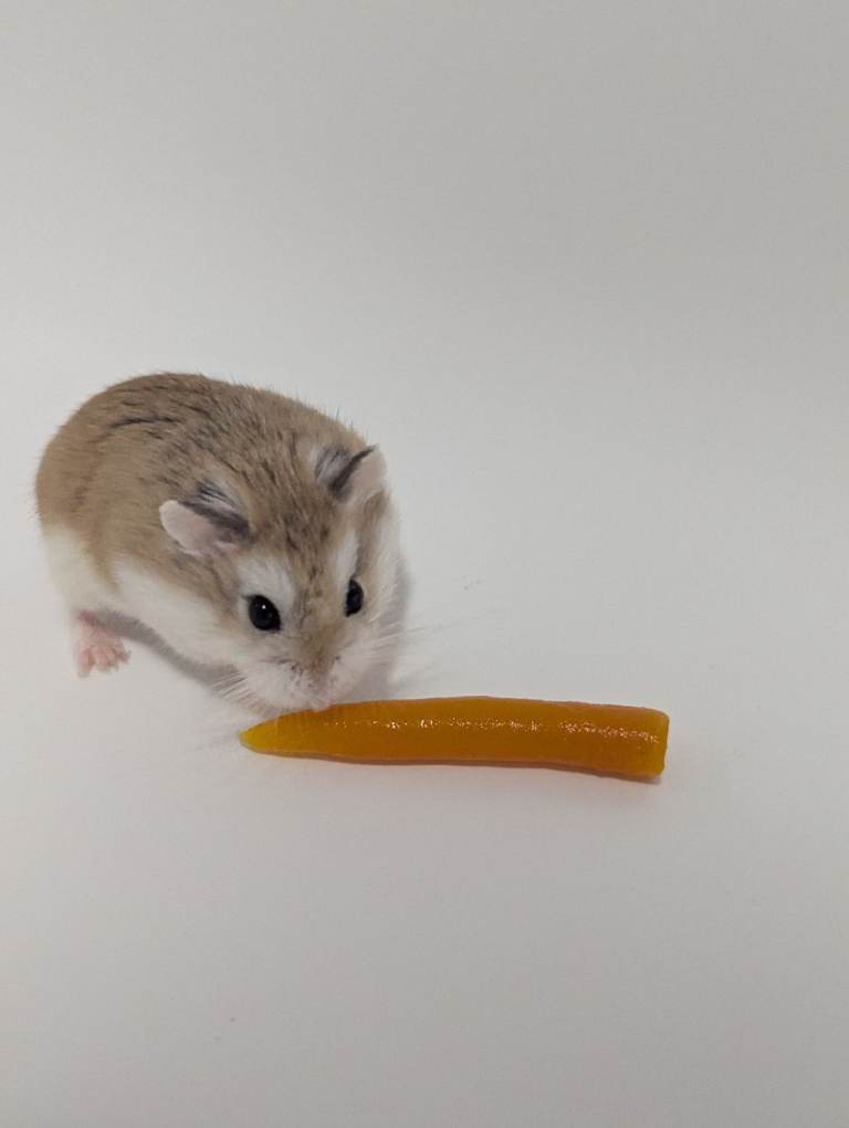 Looking for forever home for our Roborovski Hamster
