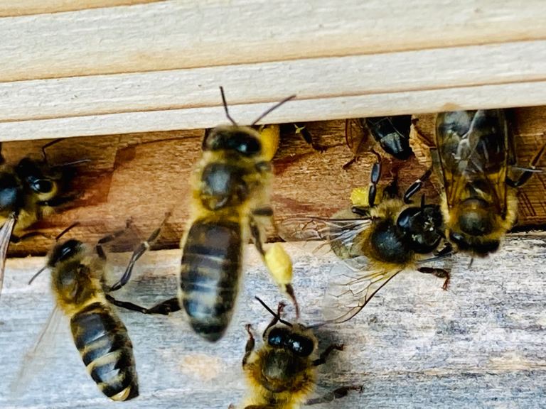 Established 6-Frame Black Bee Nucs with Mated Queen