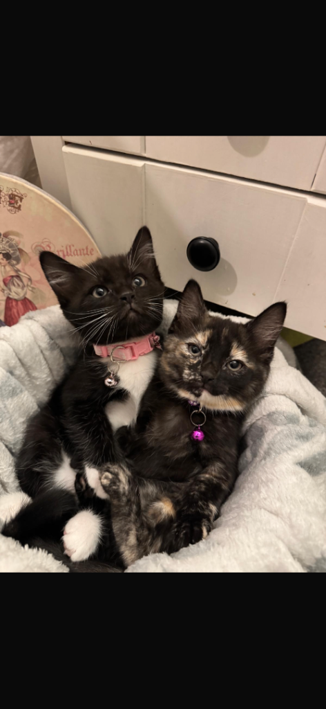 Beautiful Playful Female Kittens – 8 Weeks Old