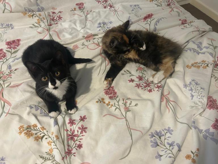  🐱 2 Adorable Kittens for Sale – Coco & Midnight 🐱