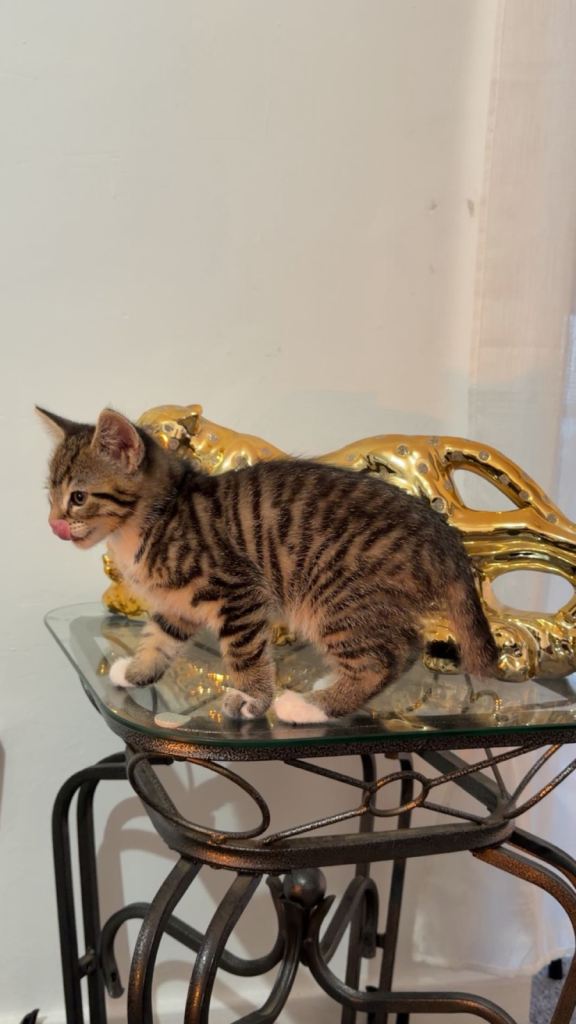Adorable Tabby Kitten for Rehoming