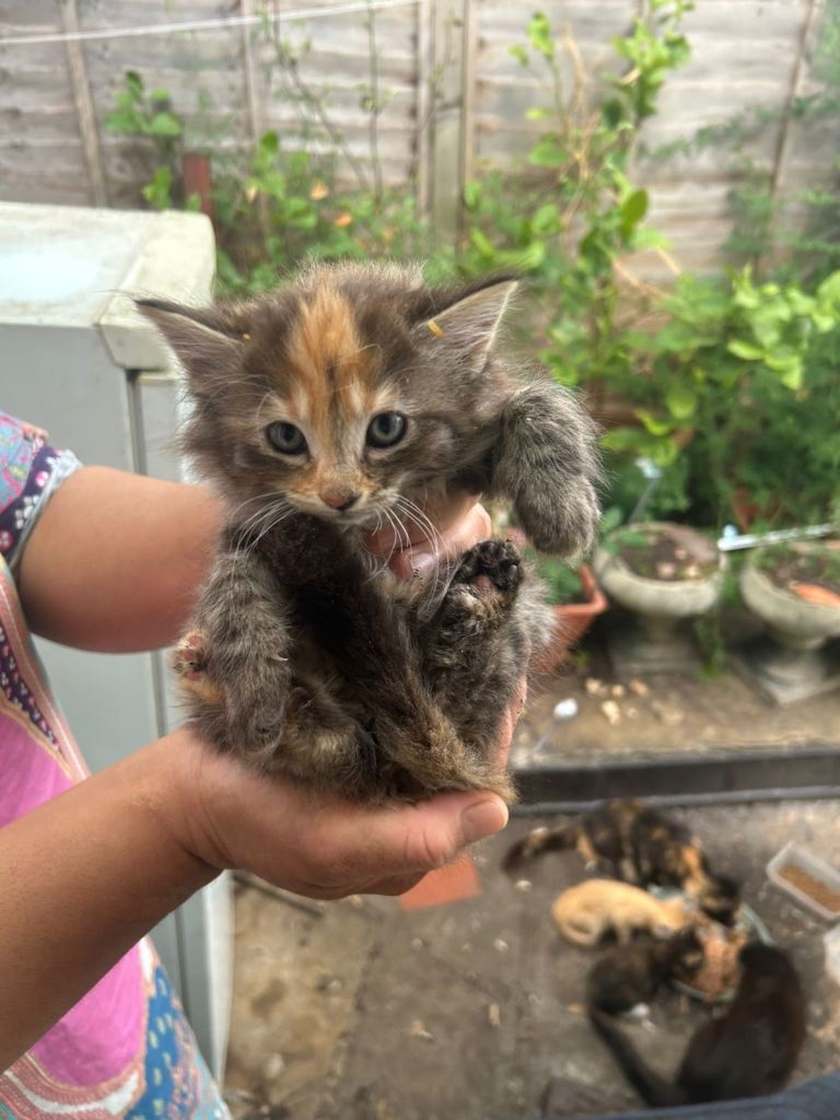 Beautiful ginger family looking new home 