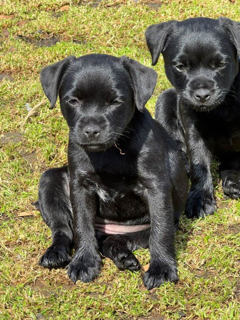 Border cross paterdale puppies.