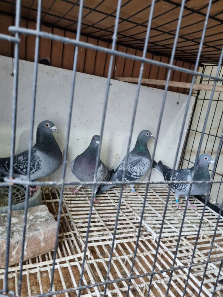 Pigeon for sale
