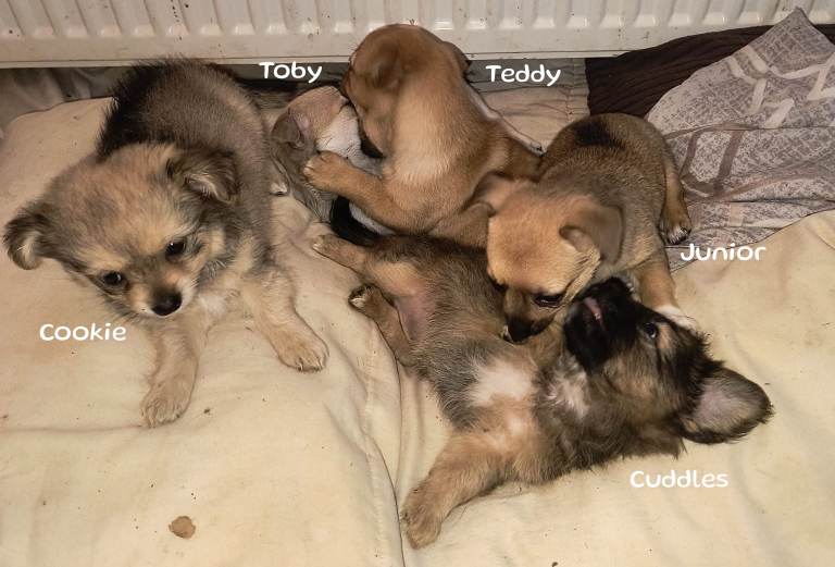 chihuahua puppies for sale.