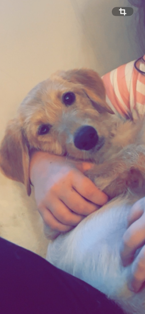 Labradoodle 