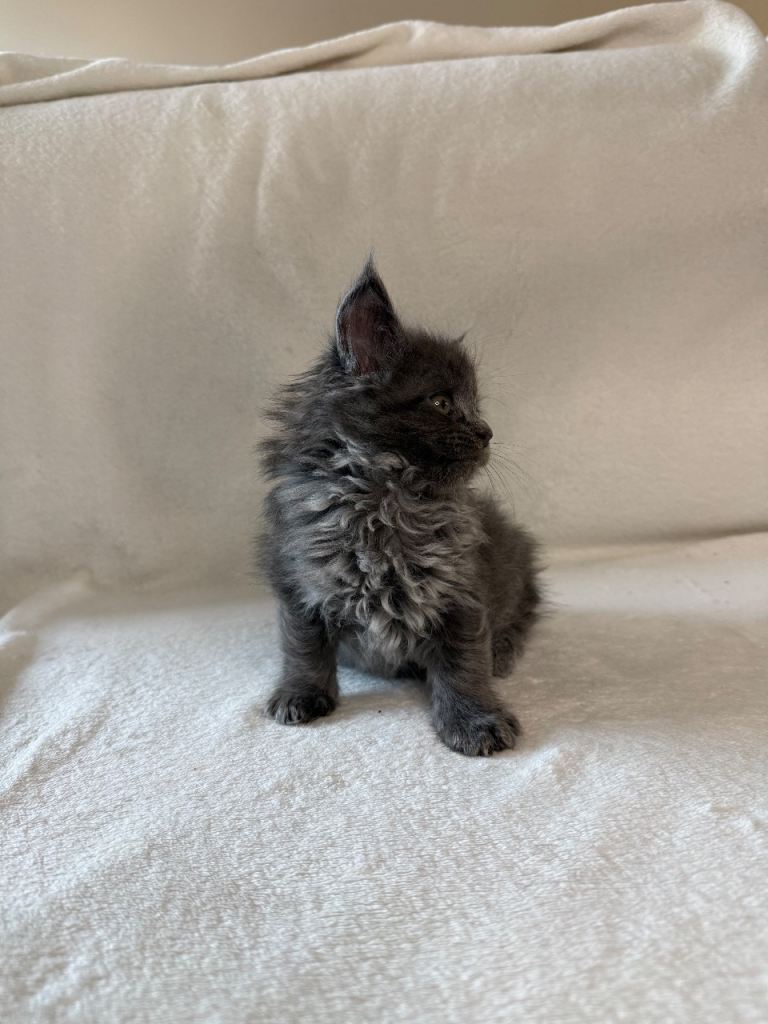Maine Coon kitten FEMALE