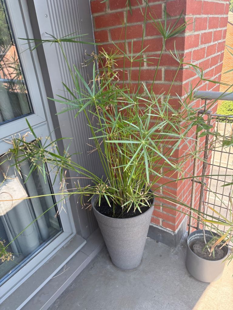 Large Umbrella Papyrus Plant + Grey Planter