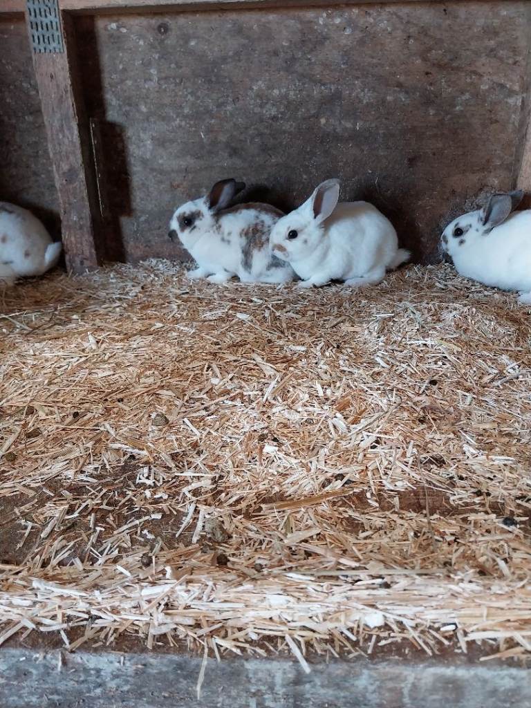 Standard rex babies x