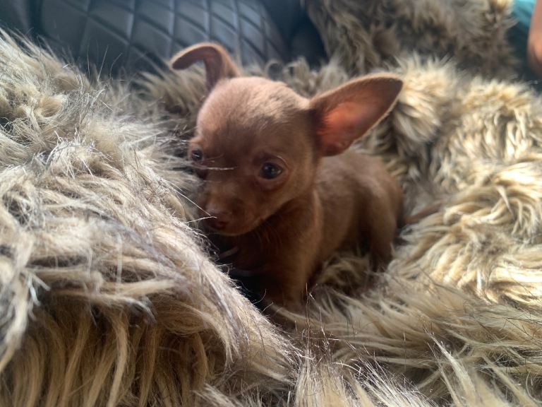 litter of Chihuahua boy puppies left ready to leave now 