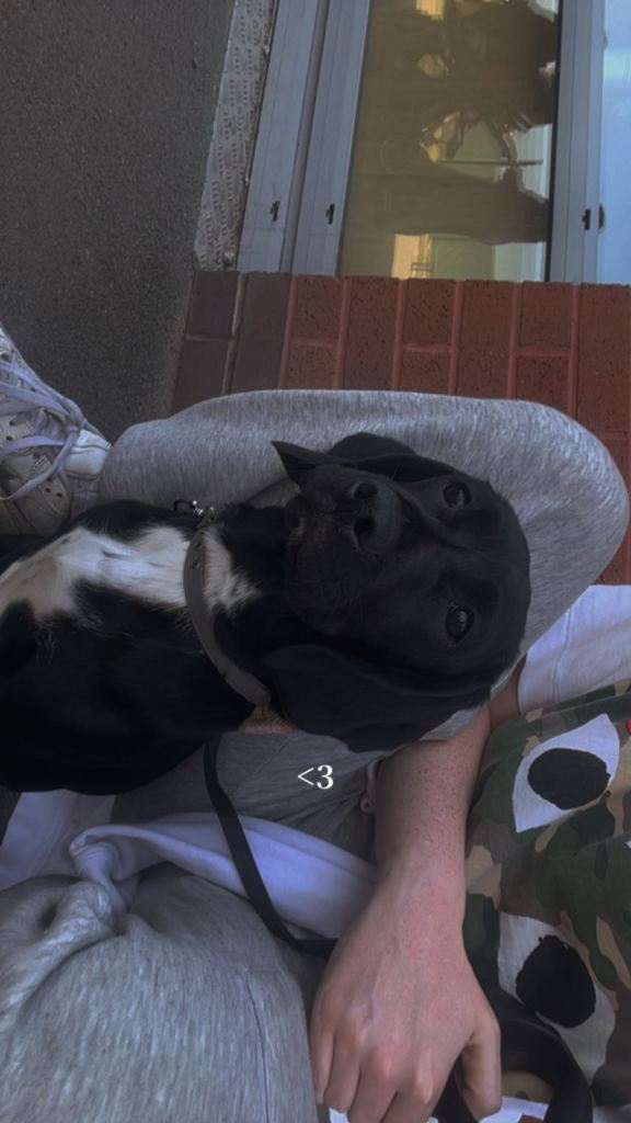 4 puppies looking for new homes