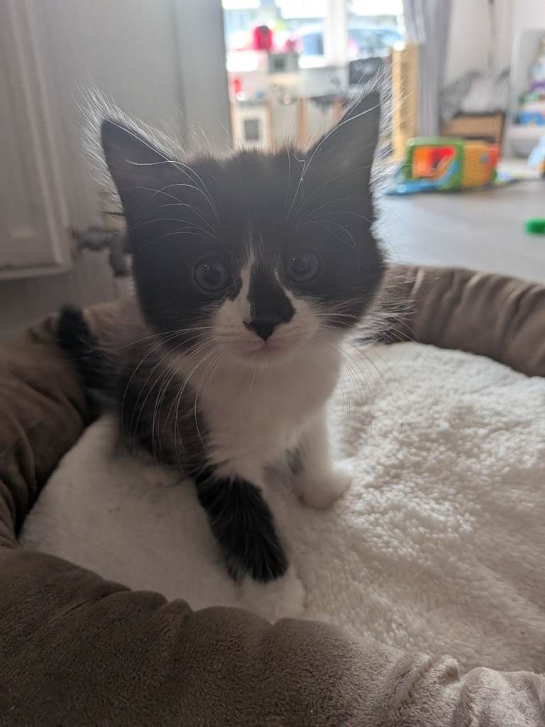 Kittens 