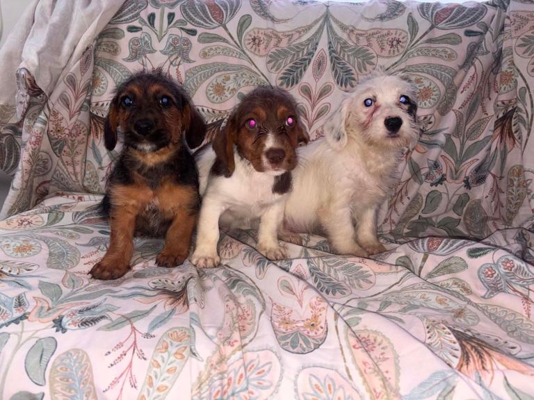 Jackapoo puppies 