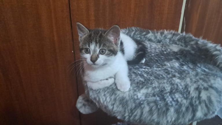 Kittens 7 weeks old 