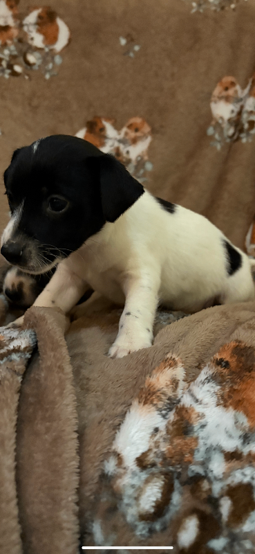 2 beautiful boy short legged trio Jack Russell puppies 