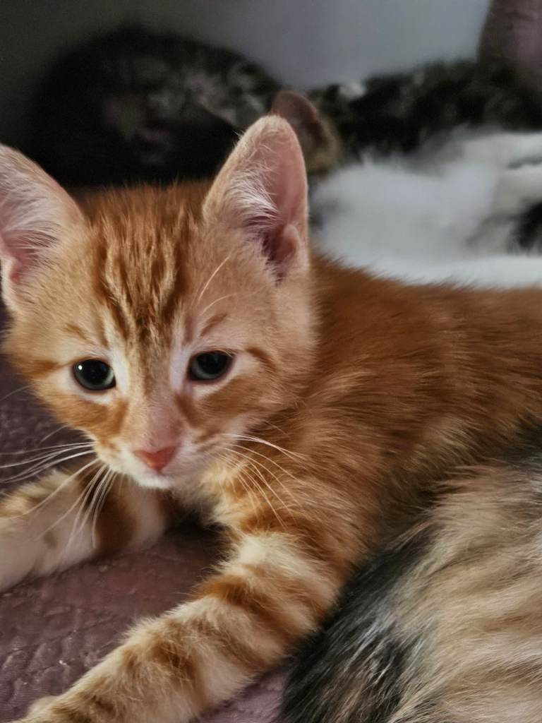 Stunning Main Coon kittens looking for loving home forever 