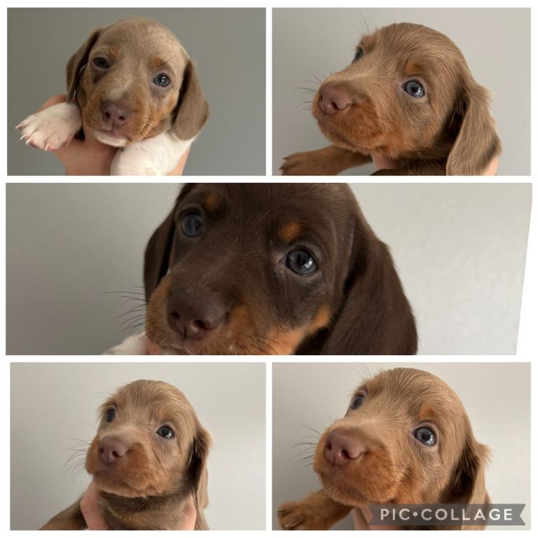 Dachshund puppies 