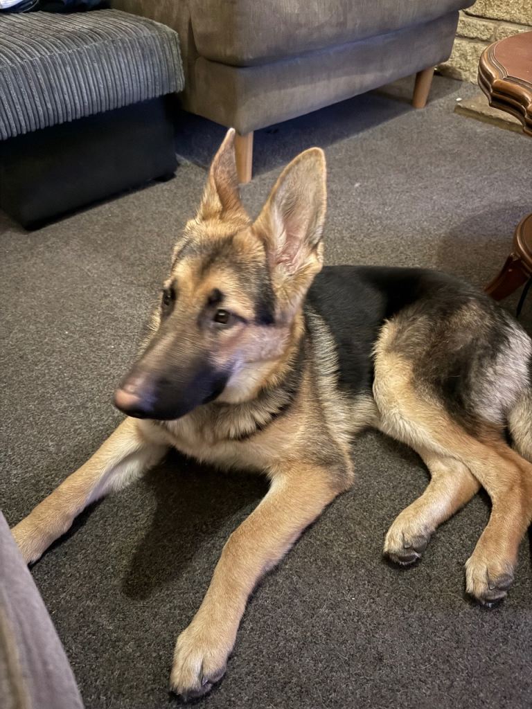 Looking for forever home