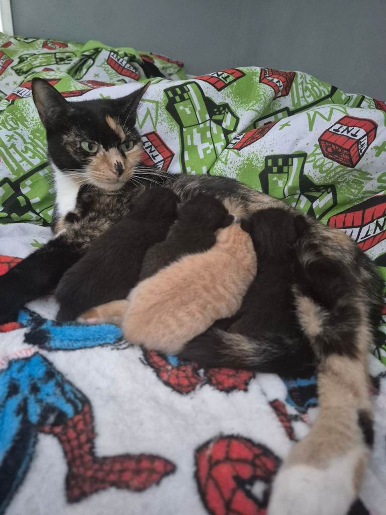 Sushi and her babies 