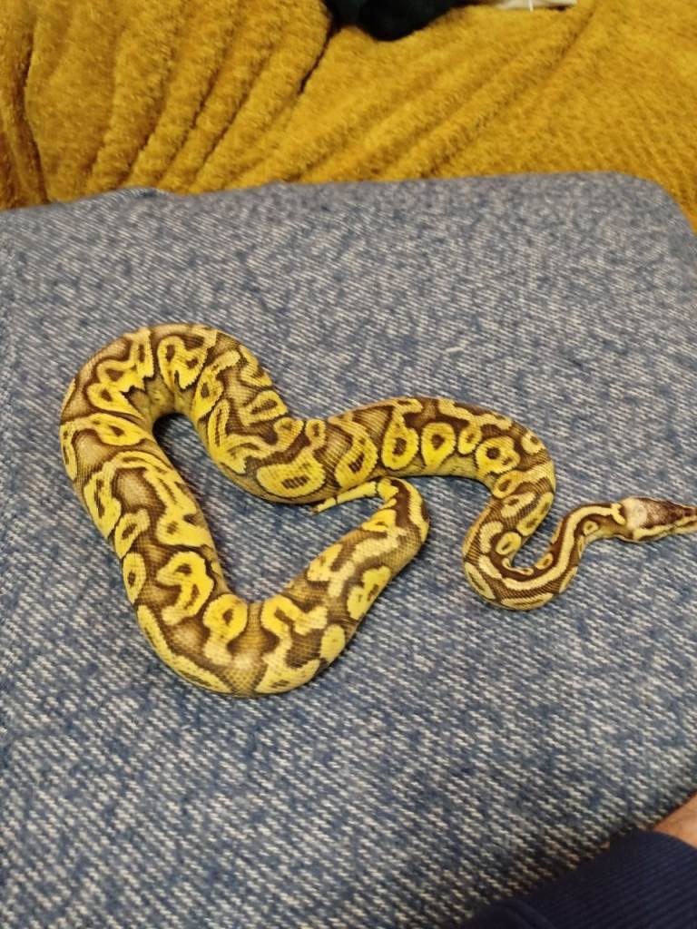 Available Royal Pythons