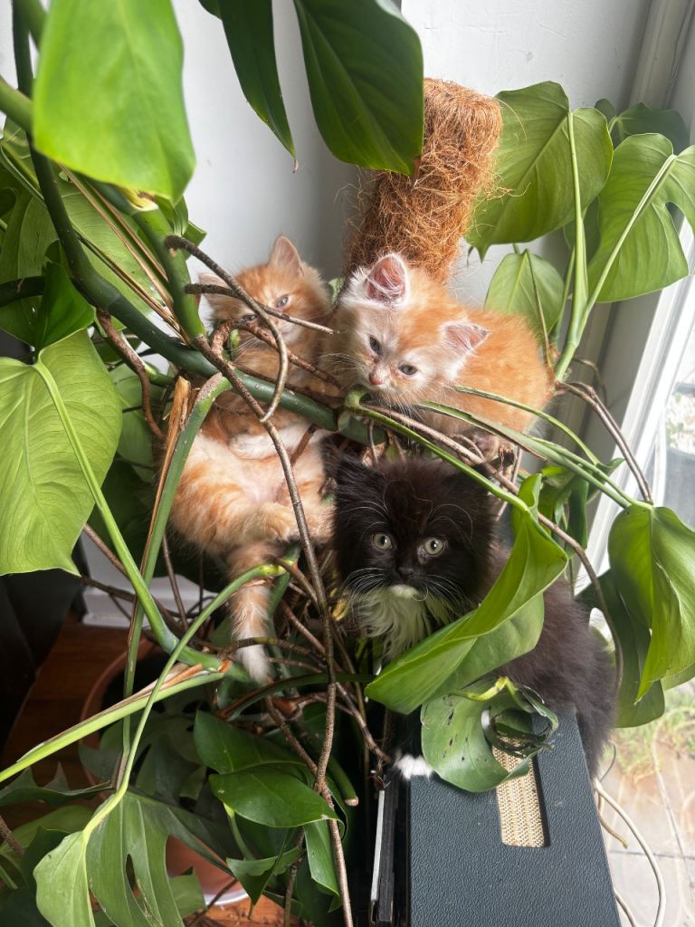 6 beautiful kittens - Persian / ragdoll mix