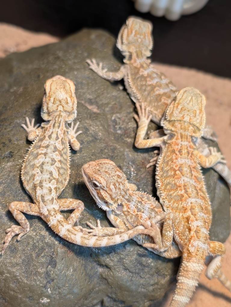Bearded dragons