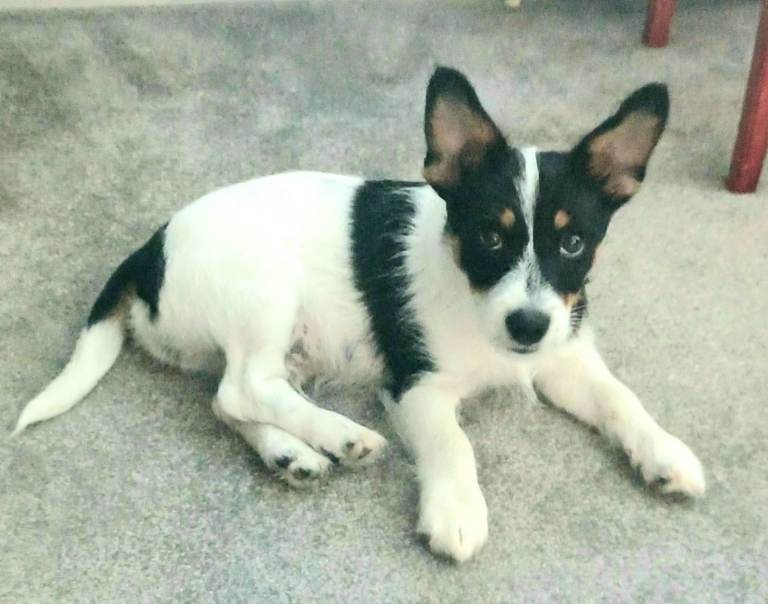 Pip a 15 week old Jack Russell