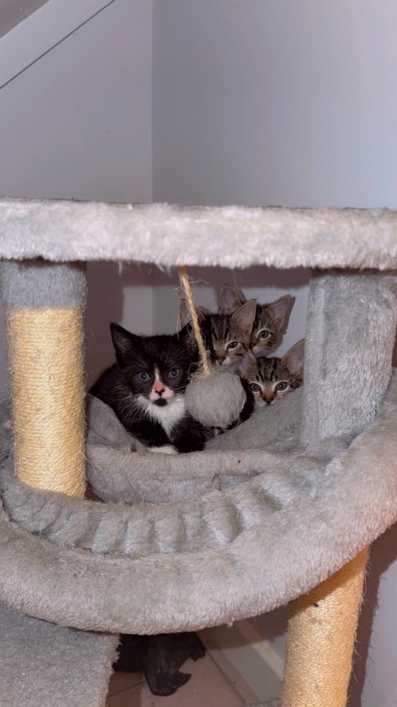 Cute Kittens in Camberwell