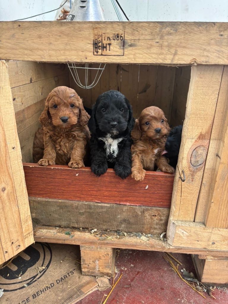 Cockapoo Pups