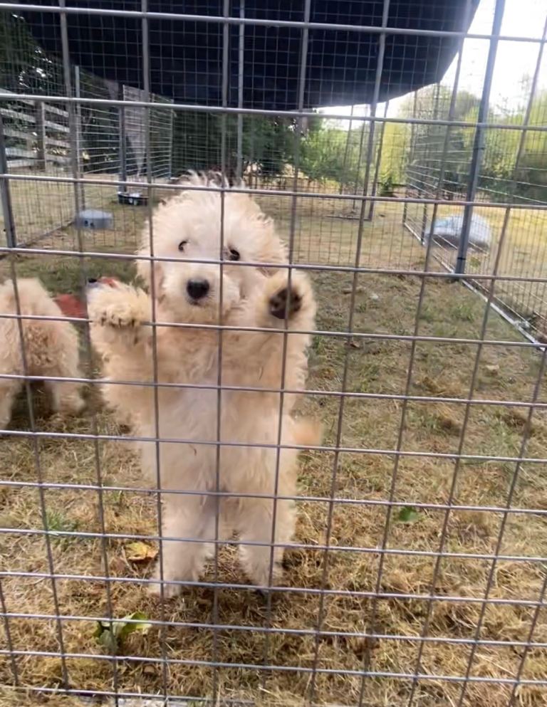 Toy x miniature poodle pups reduced 