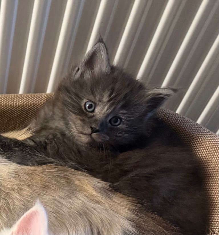 RAGCOON KITTENS 1 GIRL AVAILABLE